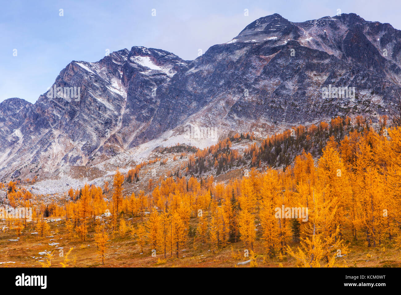 Mount Monica above fall larches in Monica Meadows, Purcell Mountains, British Columbia, Canada. Stock Photo