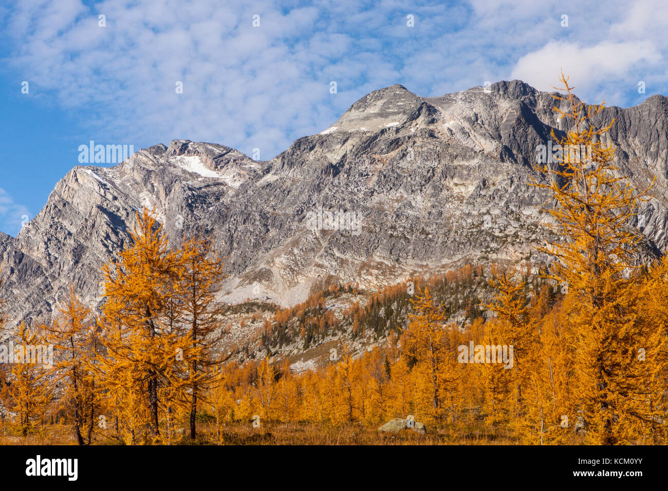 Mount Monica above fall larches in Monica Meadows, Purcell Mountains, British Columbia, Canada. Stock Photo