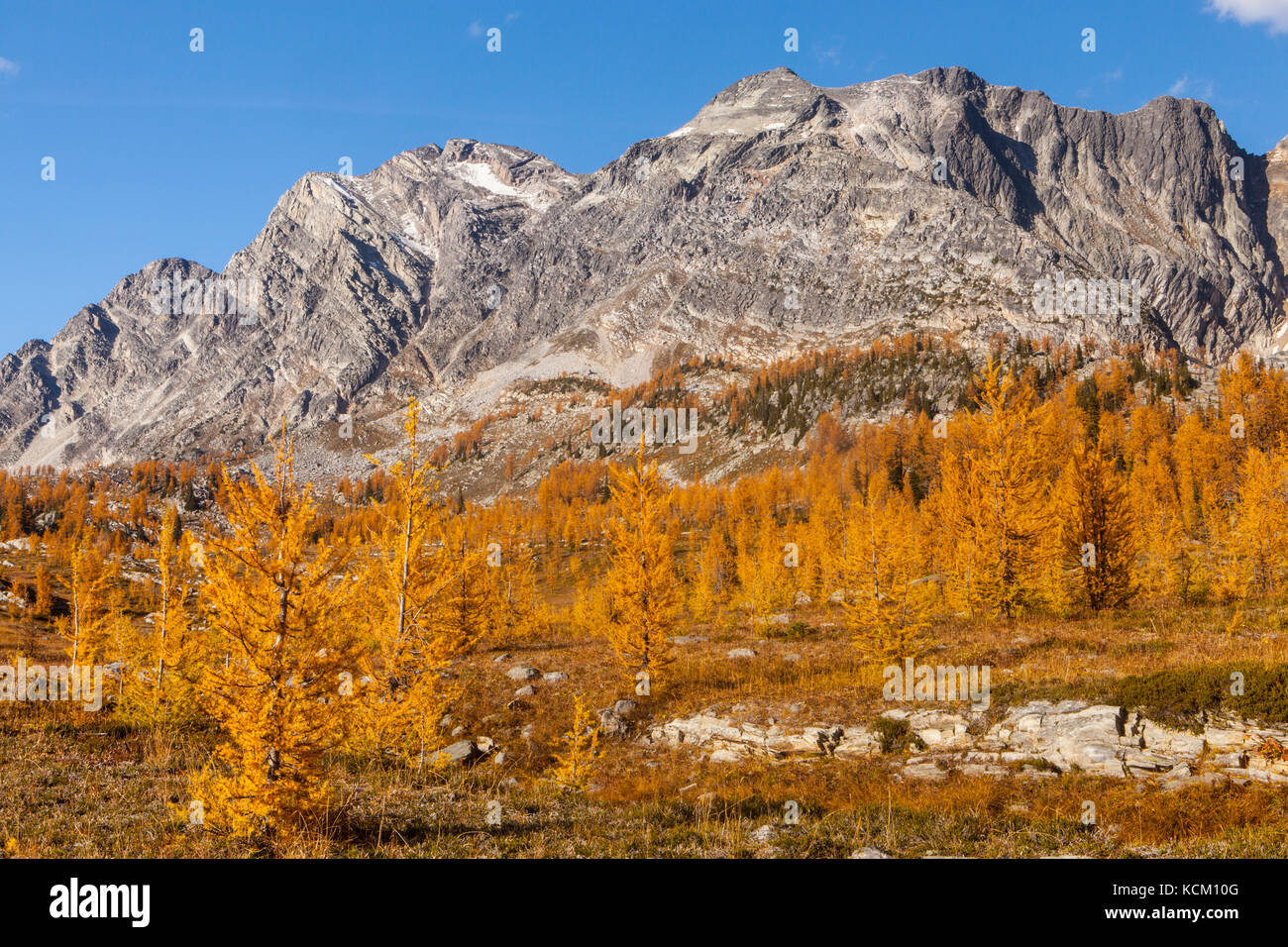 Mount Monica above fall larches in Monica Meadows, Purcell Mountains, British Columbia, Canada. Stock Photo