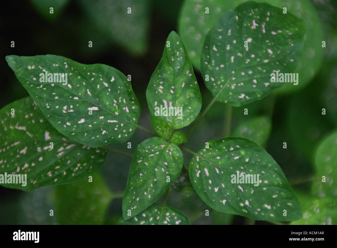 close up LEAVES, green anf rose Stock Photo