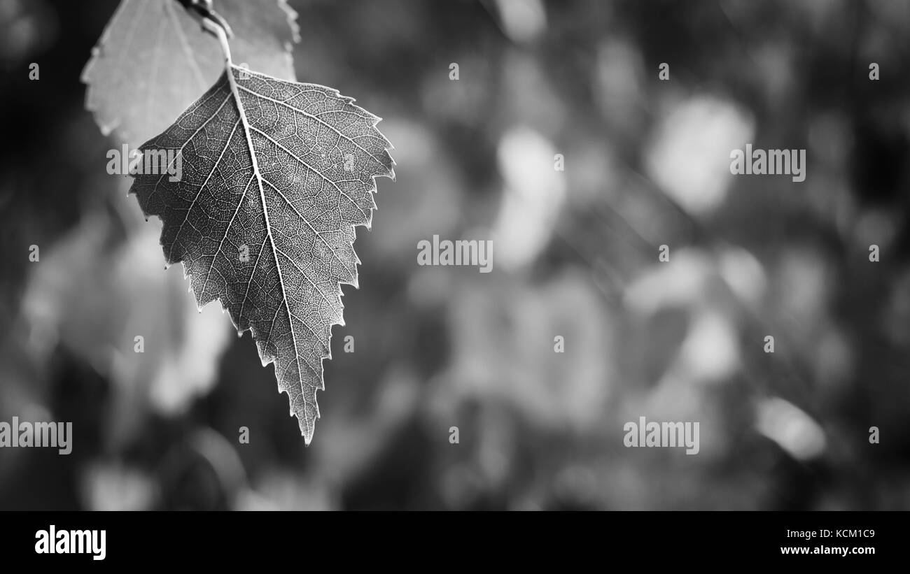 Birch leaf in autumn Stock Photo