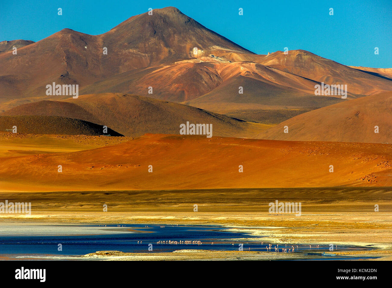 Chile Atacama desert  Laguna de Tujatto. Close to the argentinian border, this laguna is surrounded by high mountains(higher the Cerro Tujatto with 5482 m.) and hosts a lot of cilean  flamingoes  (Phoenicopterus cilensis). Stock Photo