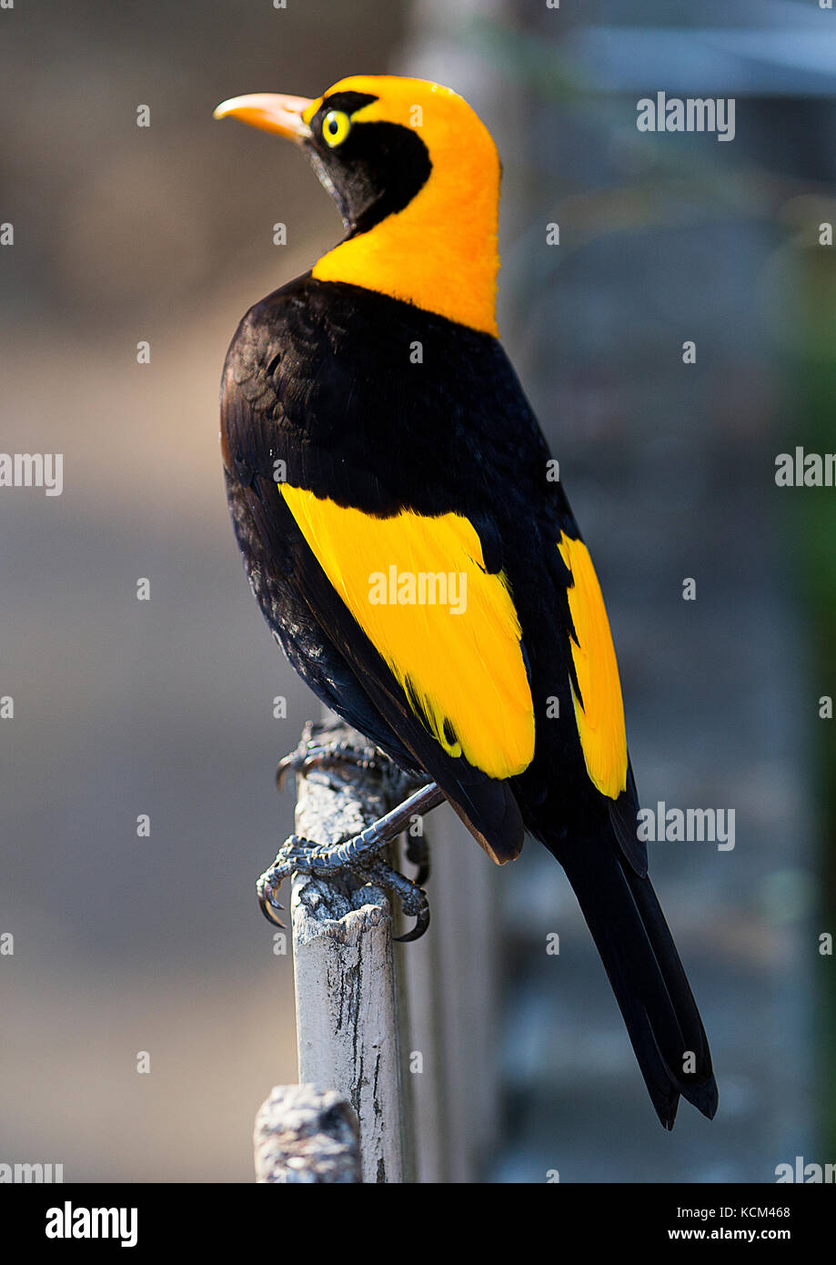 Regent Bower Bird, Lamington National Park, Australia Stock Photo Alamy
