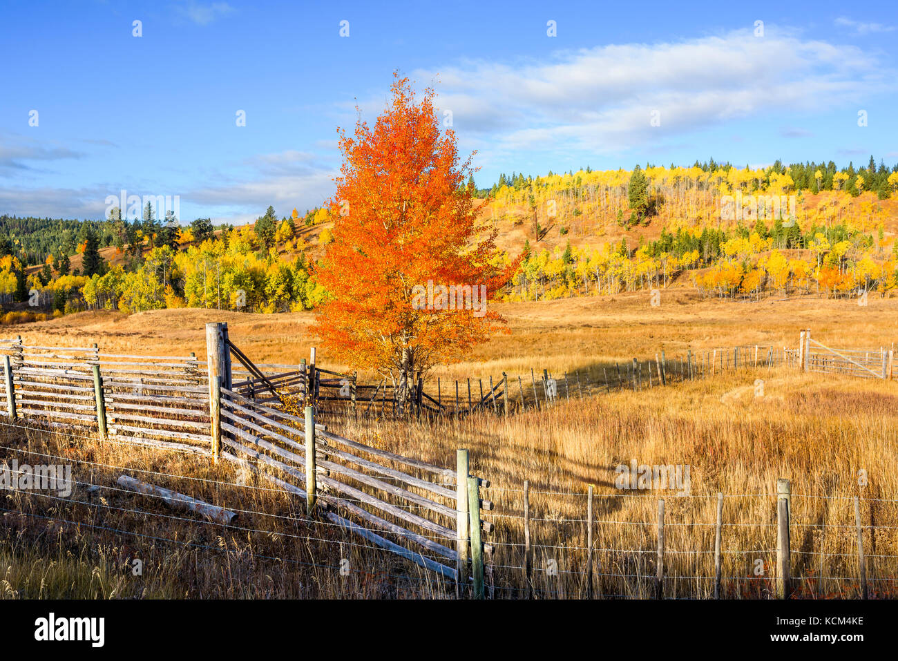 Fall colour near Aspen Grove, British Columbia, Canada. Stock Photo