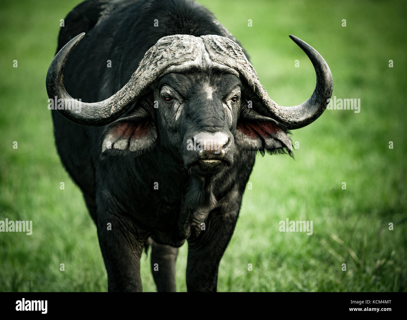 Portrait of a big beautiful buffalo, great dangerous wild animal on the  green grass field, big five, safari game drive in South Africa Stock Photo  - Alamy