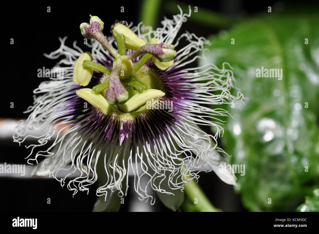 Passionfruit flower, Townsville, Queensland, Australia Stock Photo Alamy
