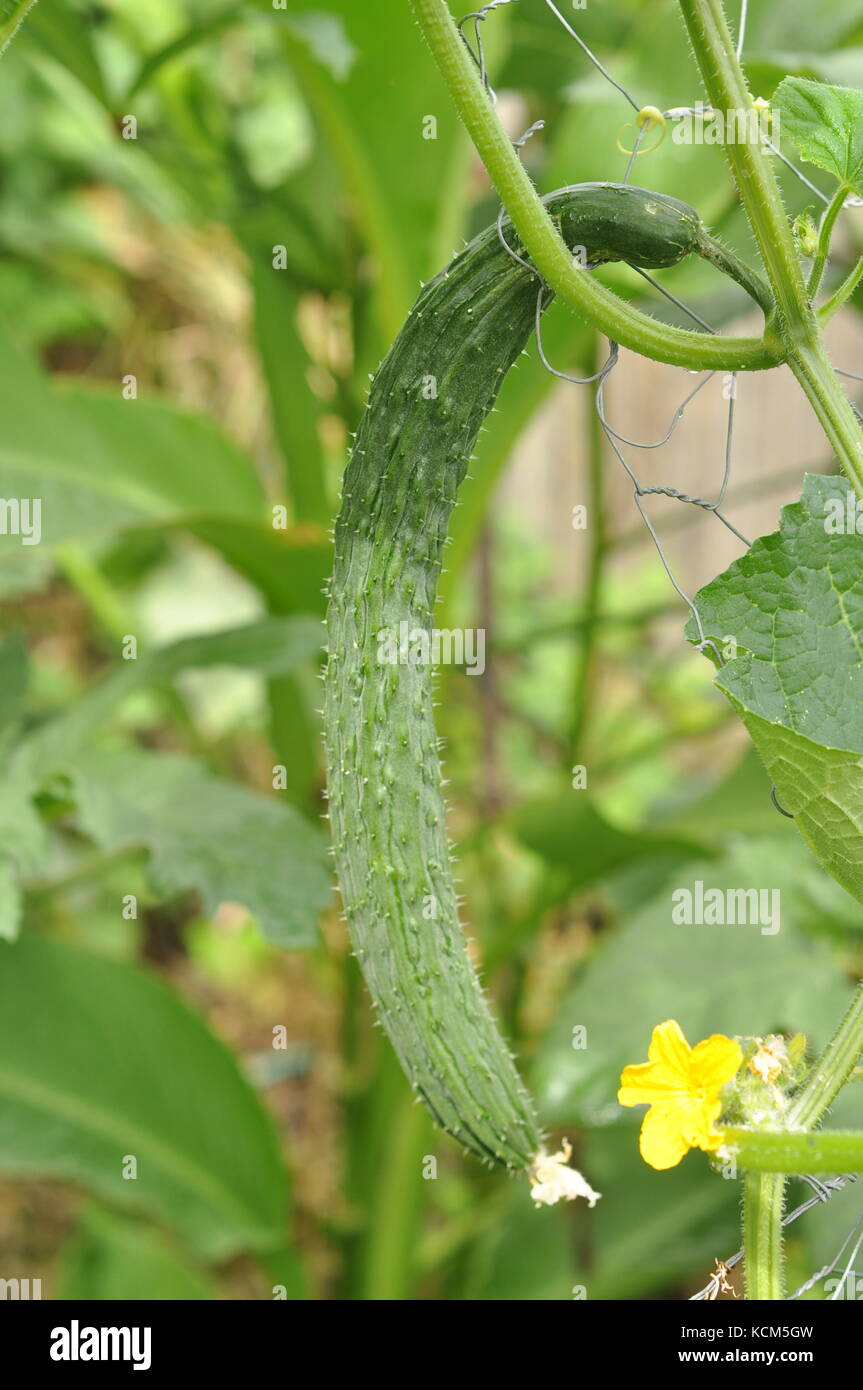 Cucumber (Cucumis sativus) variety "Suyu Long" growing on a fence in