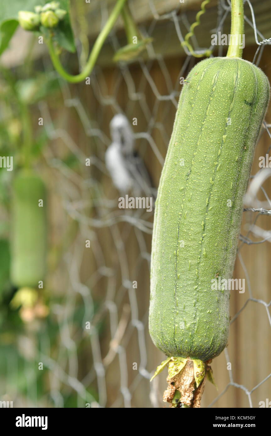 Luffa (Luffa aegyptiaca) growing on a fence in tropical Townsville, QLD, Australia Stock Photo