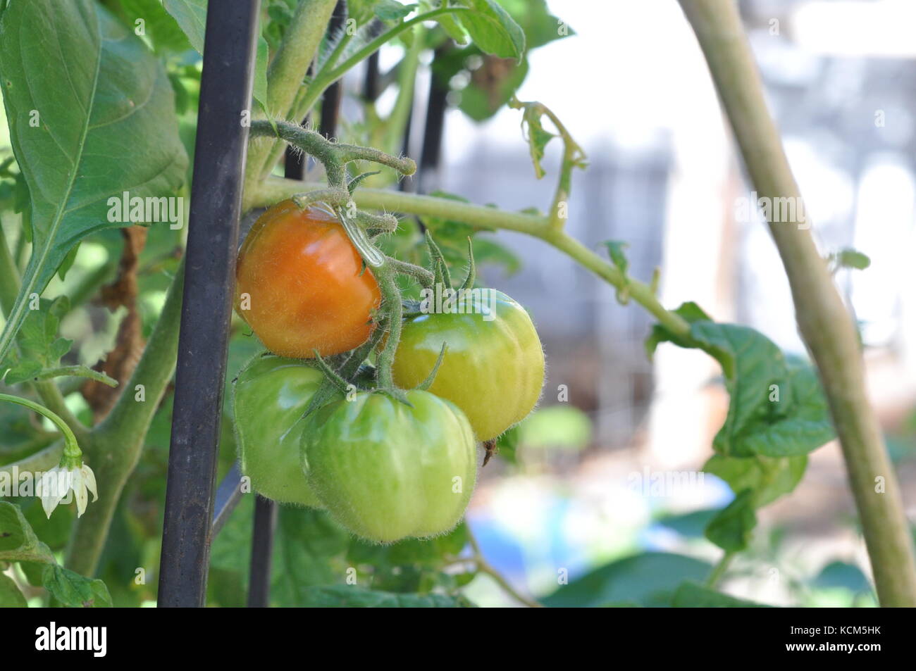 Bush tomatoes australia hires stock photography and images Alamy