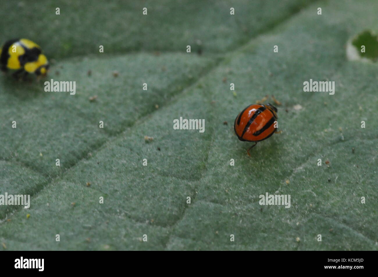Ladybugs on a Luffa leaf in an organic vegetable garden, Townsville