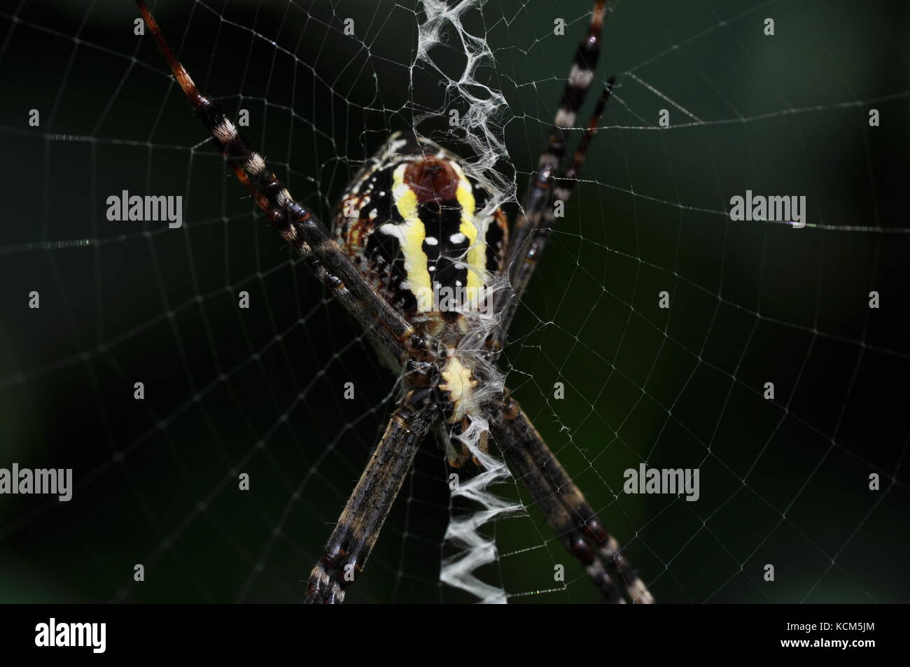 Saint Andrews Cross spider (Argiope keyserlingi), Townsville ...