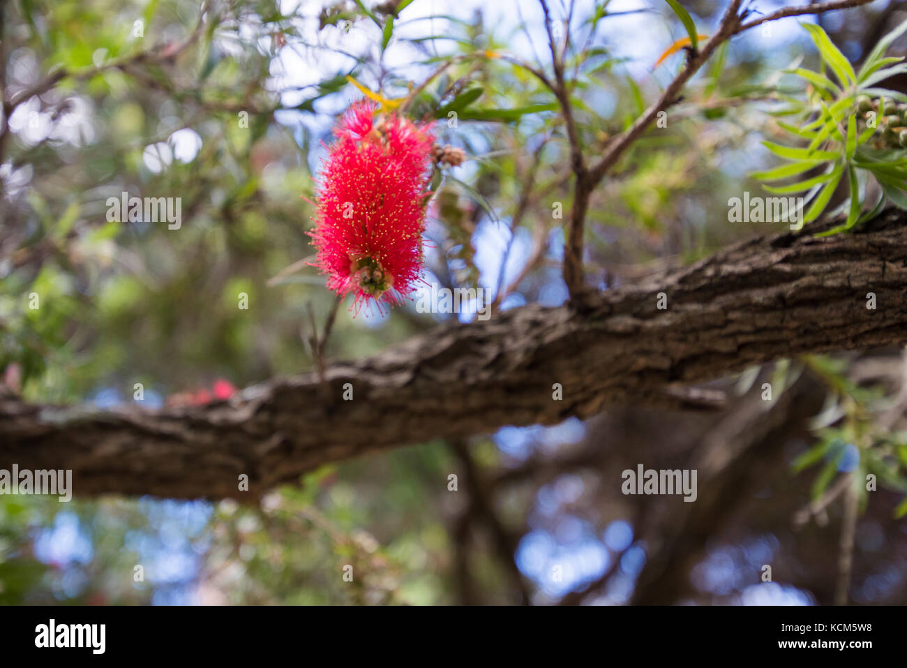 Wattle tree hires stock photography and images Alamy