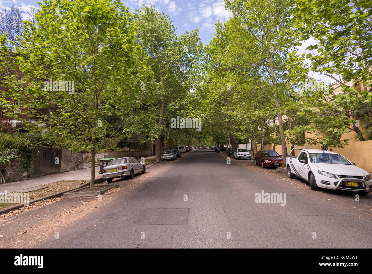 Trees in spring lining Hazelbank Road, Wollstonecraft, Sydney Stock ...