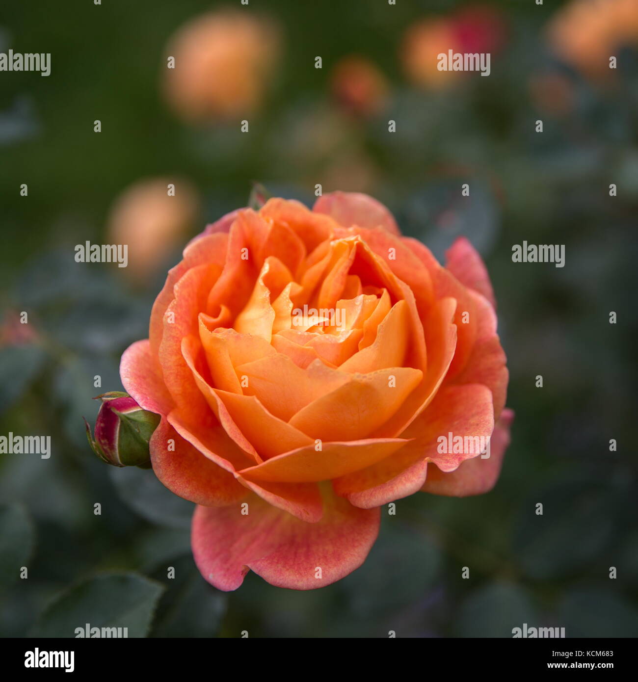 Blooming orange English rose in the garden on a sunny day. David Austin Rose Stock Photo