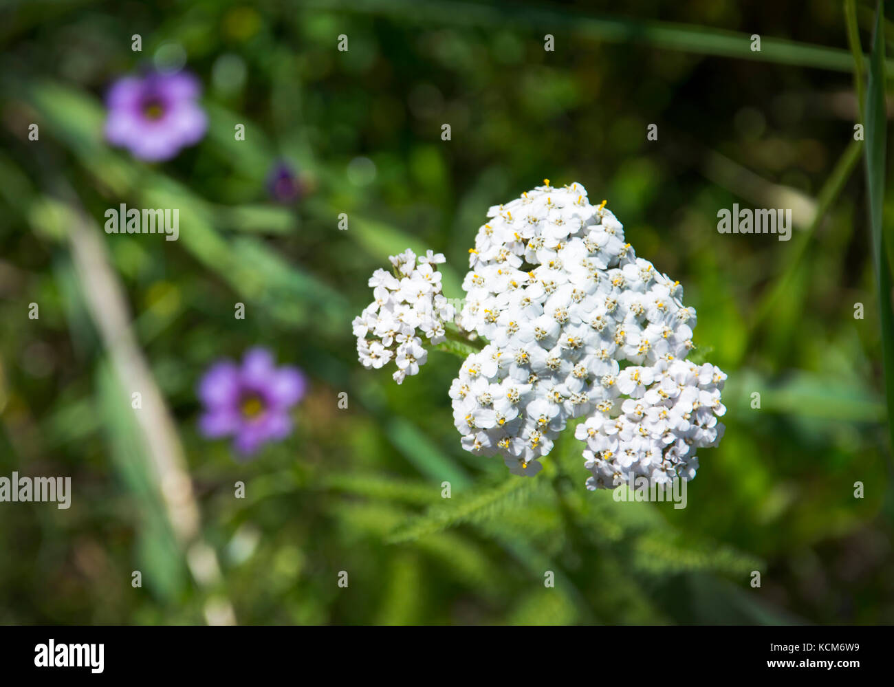 Pearly everlasting wildflowers, Mount Tamalpais Stock Photo