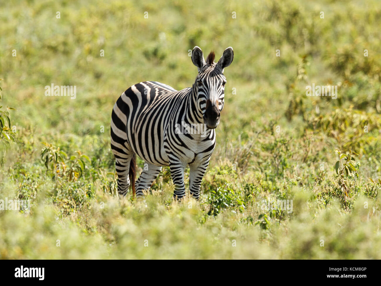 Best zebra hi-res stock photography and images - Alamy