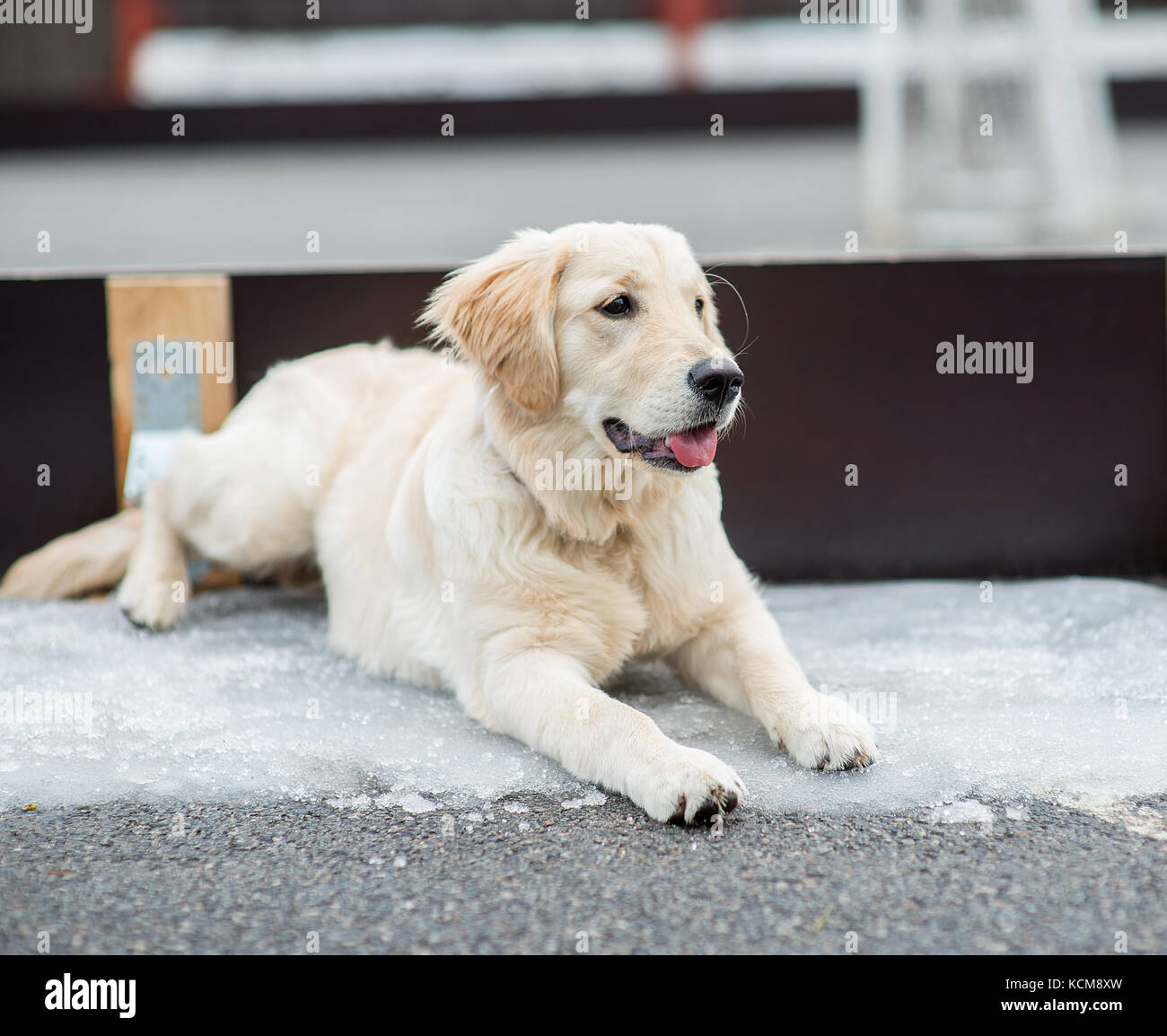 Golden Retriever Portrait Stock Photo - Alamy