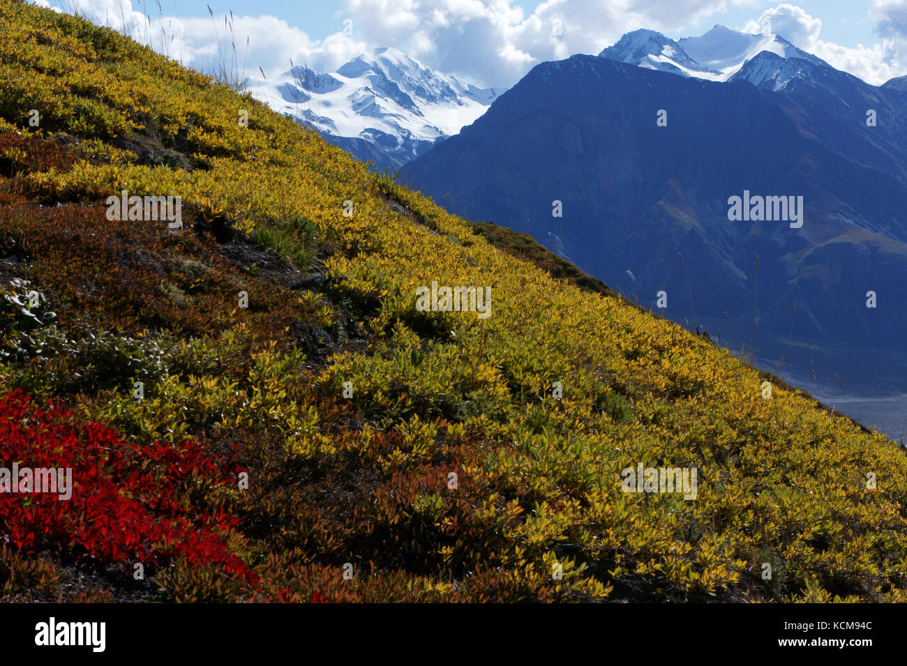 Alpine tundra hillside withdwarf willow and bearberry  leaves in fall colors with glaciated mountains above Slim river valley, Sheep creek trail inShe Stock Photo