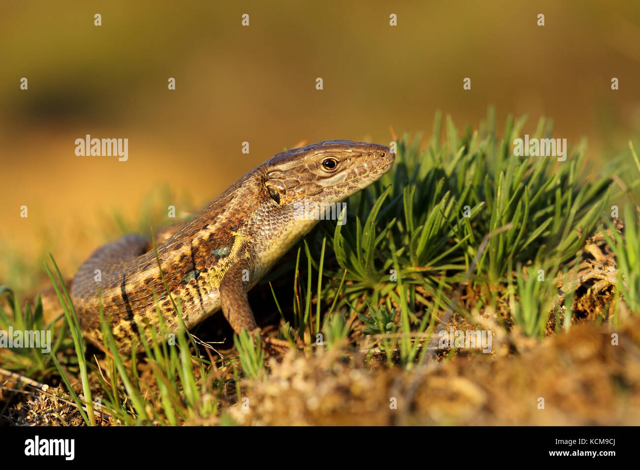 Long-tailes lizard (Psammodromus algirus) Stock Photo