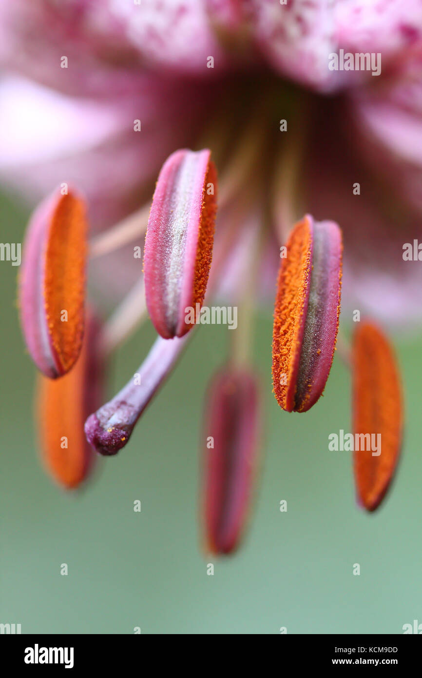 Martagon lilies (Lilium martagon) Stock Photo