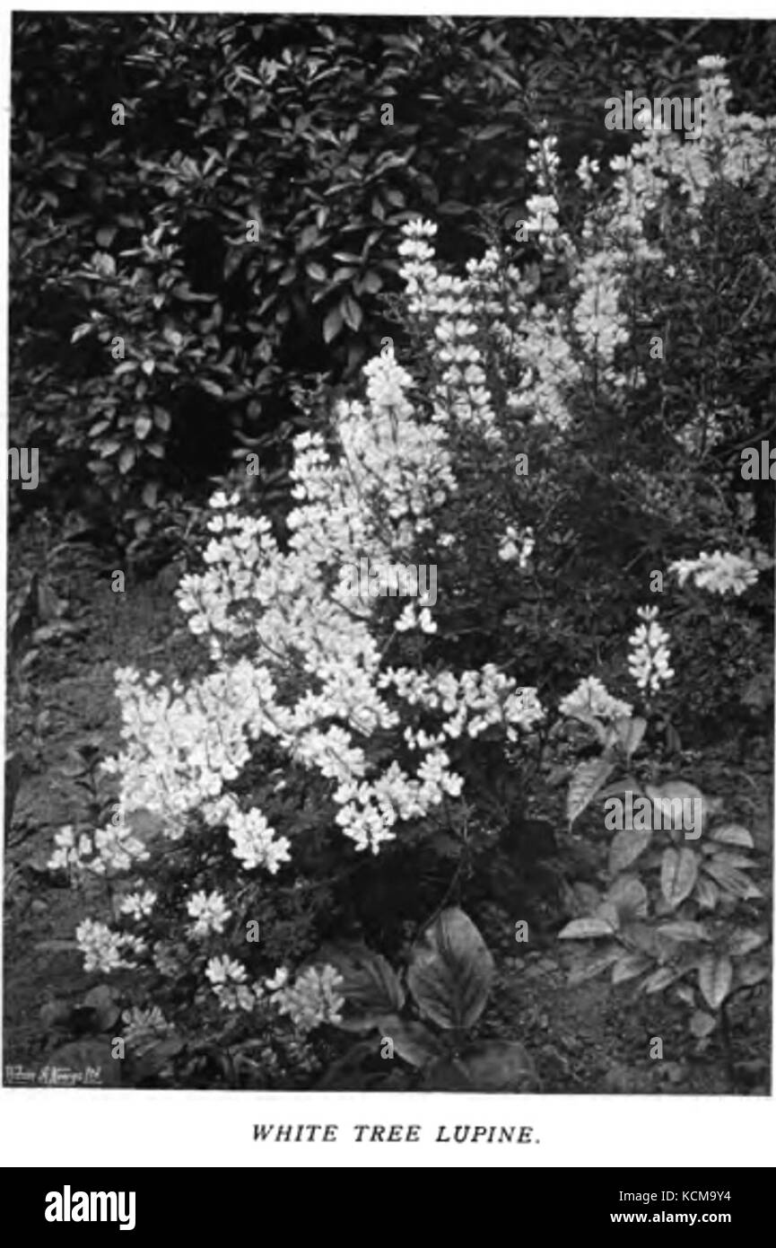 Colour in the Flower Garden43 Stock Photo Alamy