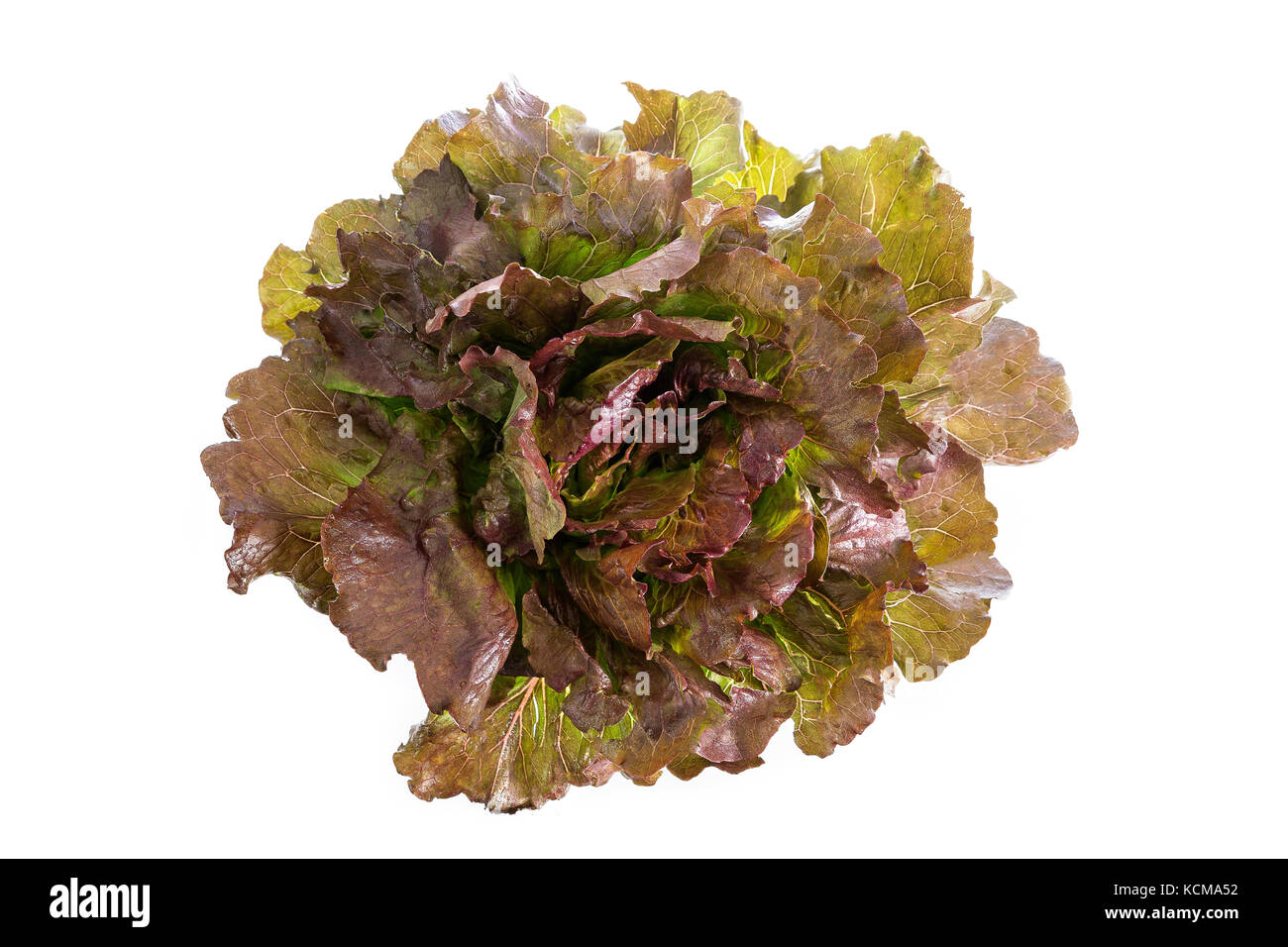 Red leaf lolo rosso lettuce isolated on the white background Stock Photo