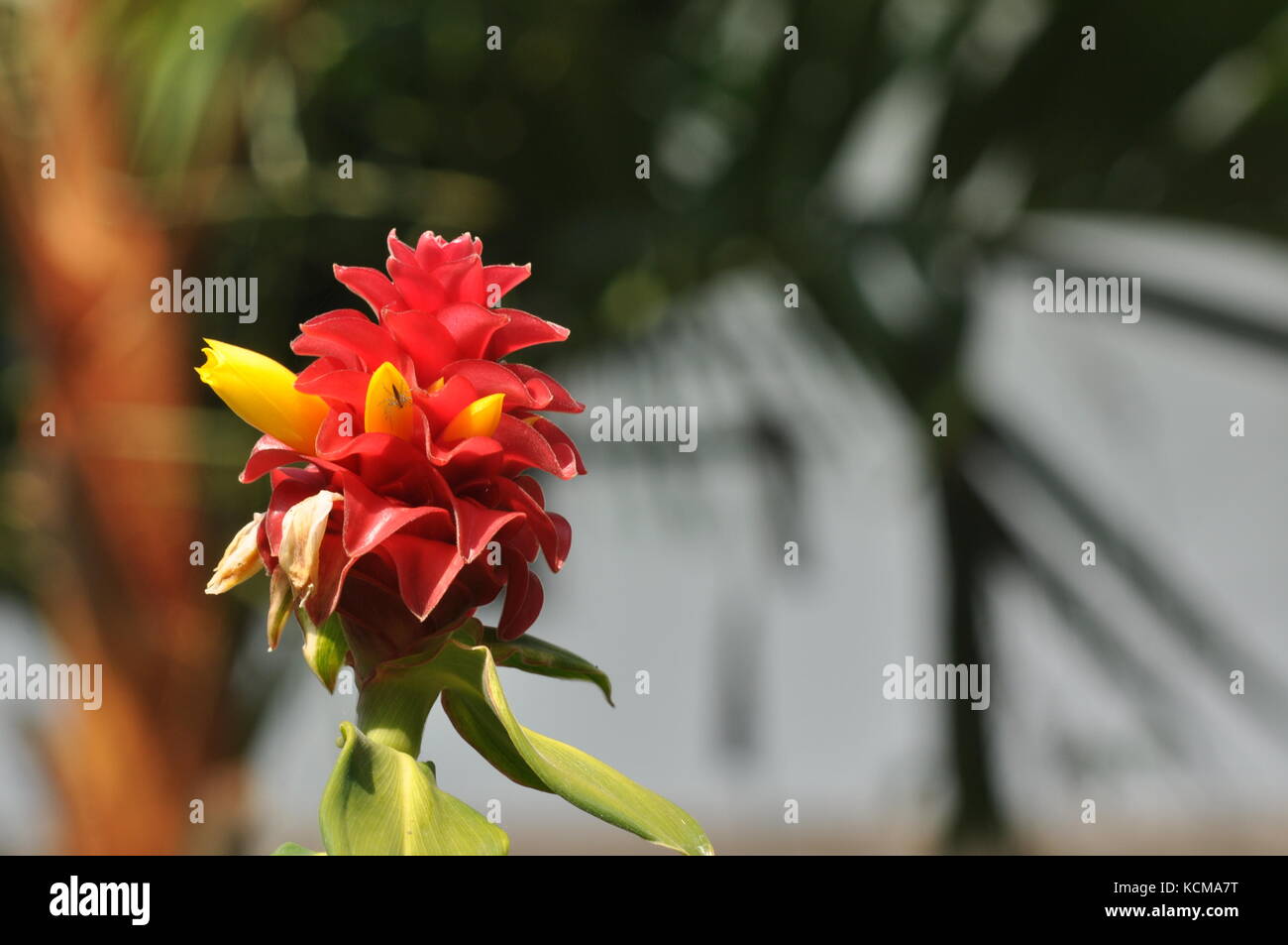 Torch ginger plant flowers, Townsville, Queensland, Australia Stock