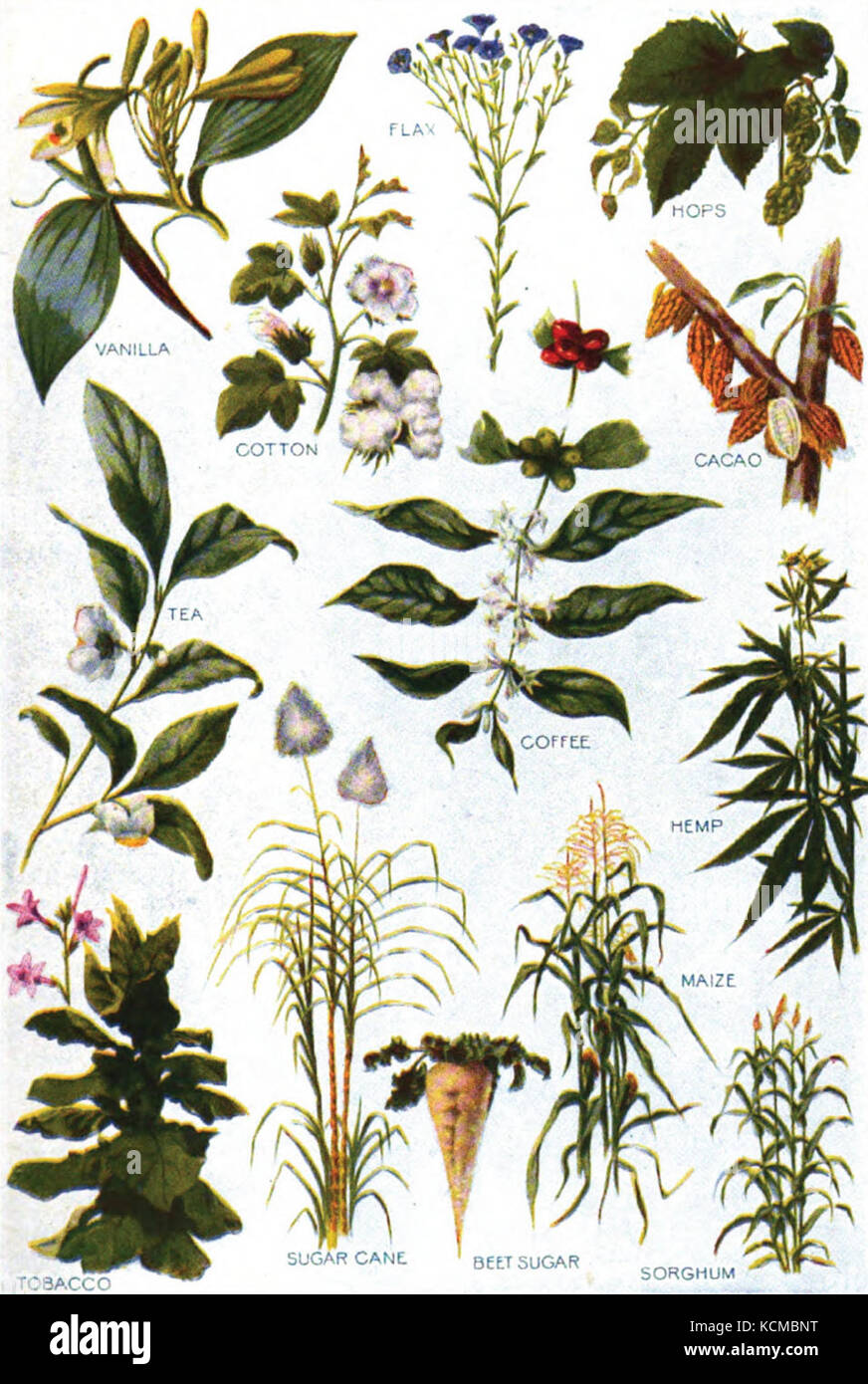 Americana 1920 Plant Industry commercial plants Stock Photo Alamy