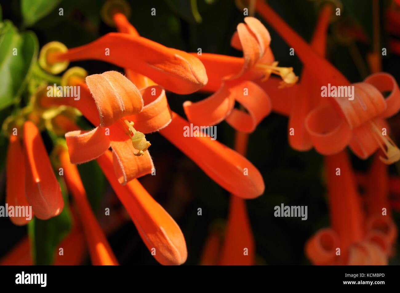 Orange Trumpet Creeper (Pyrostegia venusta) flowers in October