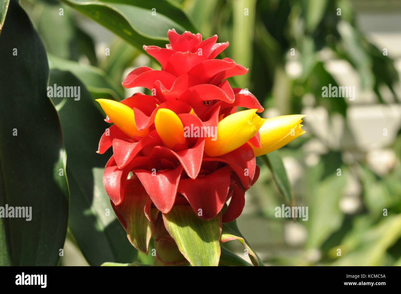 Torch Ginger plant flowers, Townsville, Queensland, Australia Stock