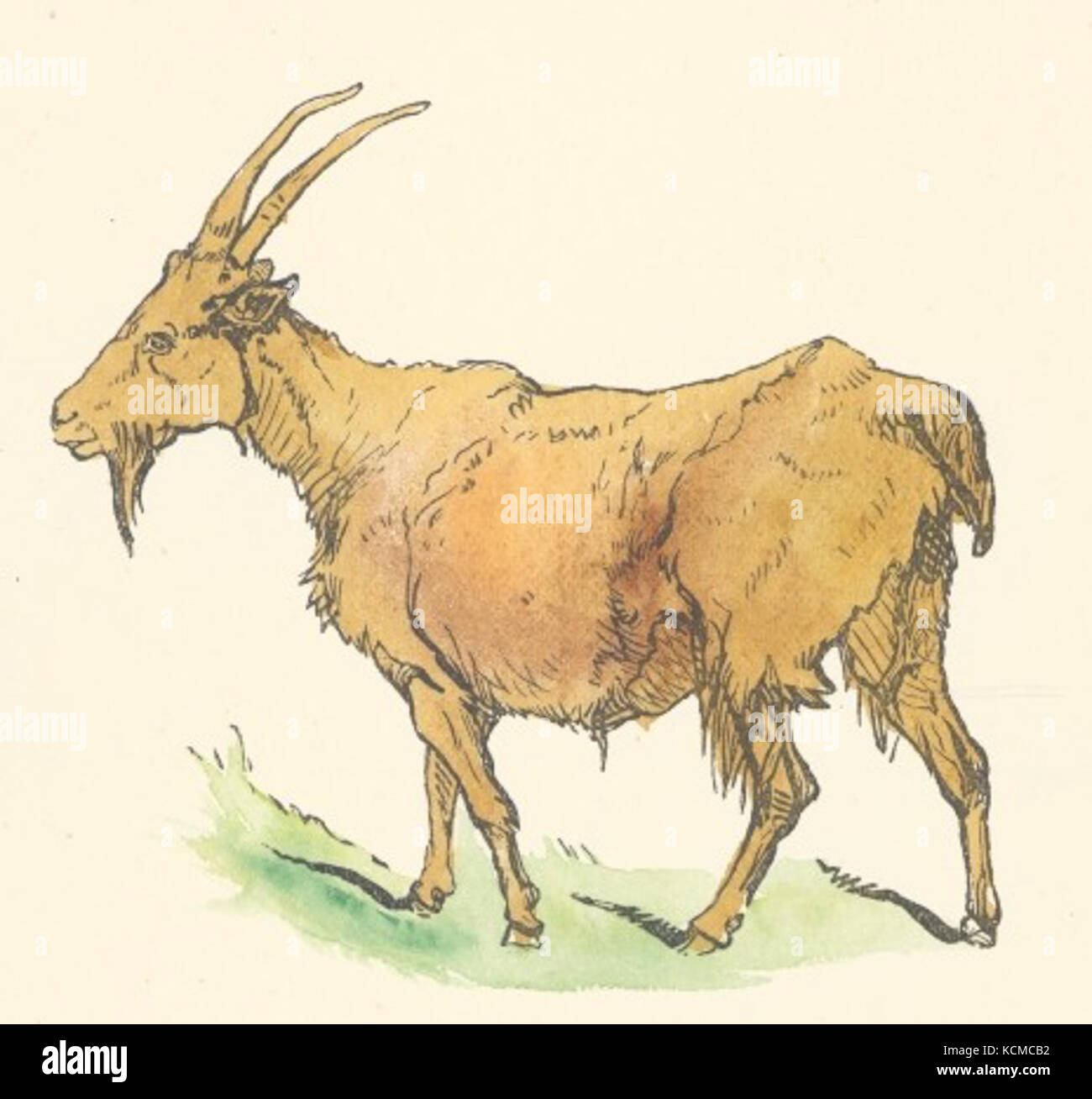 Brown Goat Drawing Stock Photo   Alamy