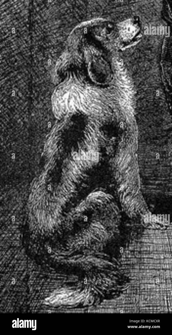 A typical representation of a dog Black and White Stock Photos & Images ...