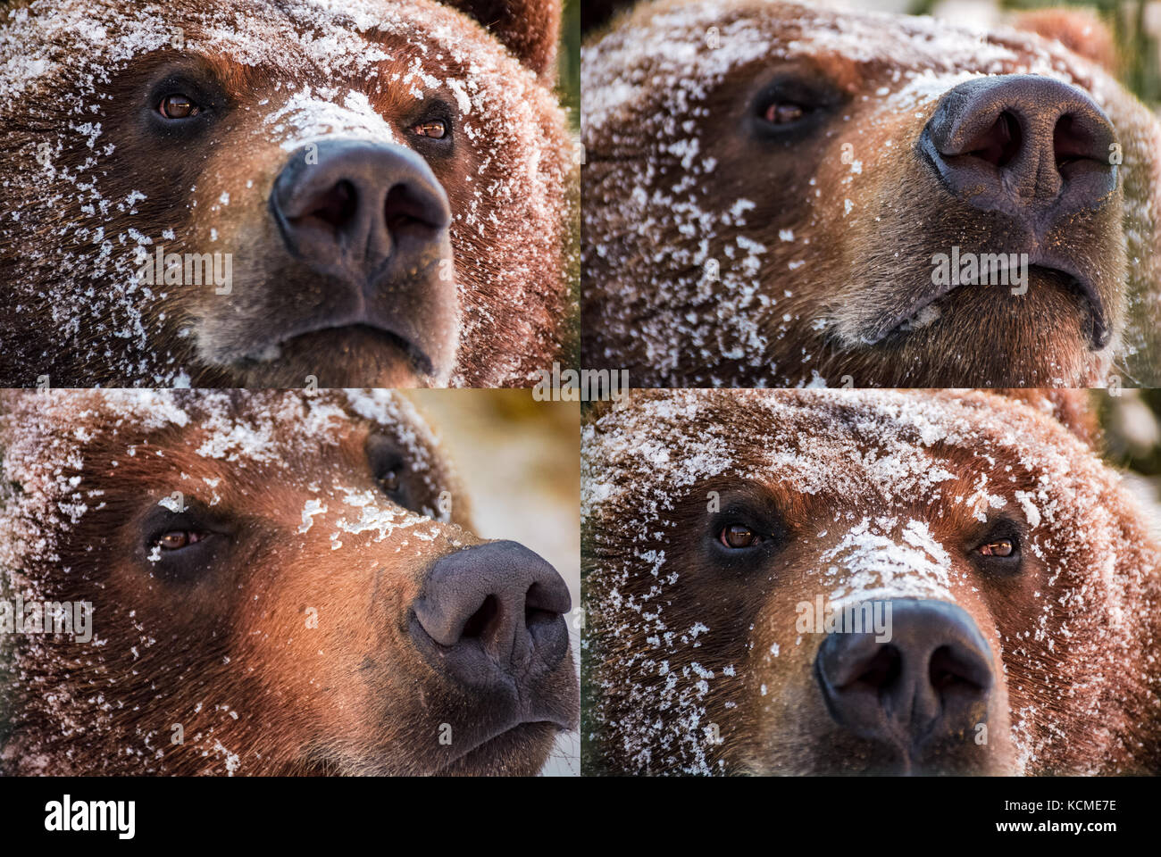emotions collage of brown bear muzzle in snow. curious, angry, proud and wily look of an animal. focus on eyes or nose Stock Photo