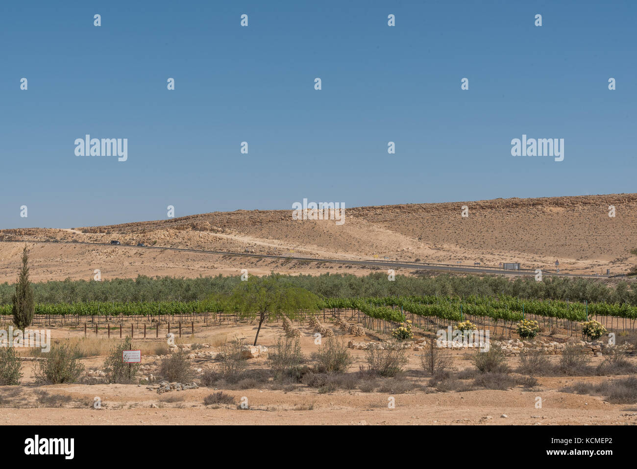 vneyards in the Negev desert, Israel Stock Photo