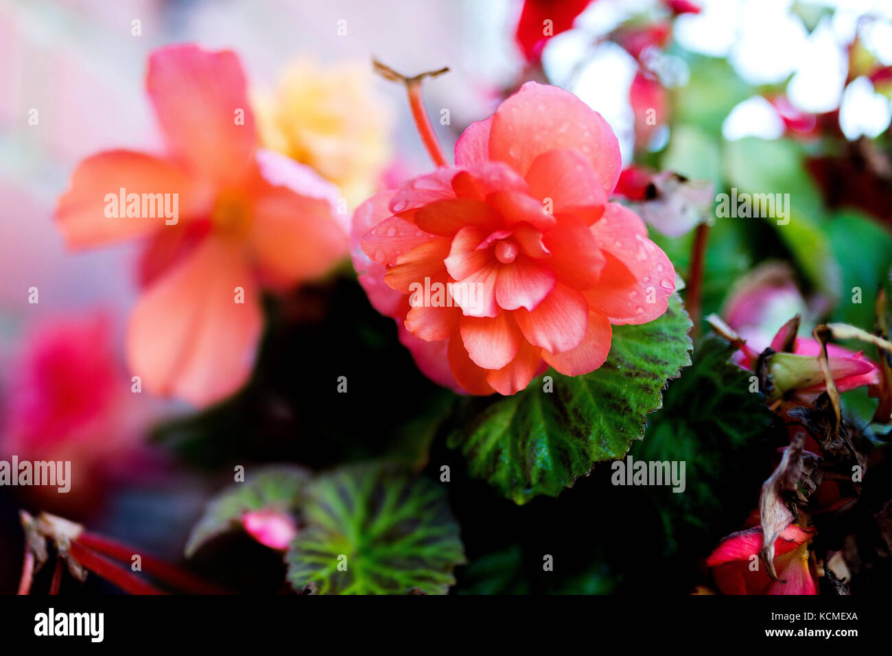 Bright flowers of tuberous begonias (Begonia tuberhybrida) close up in