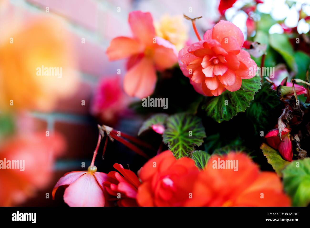 Bright flowers of tuberous begonias (Begonia tuberhybrida) close up in