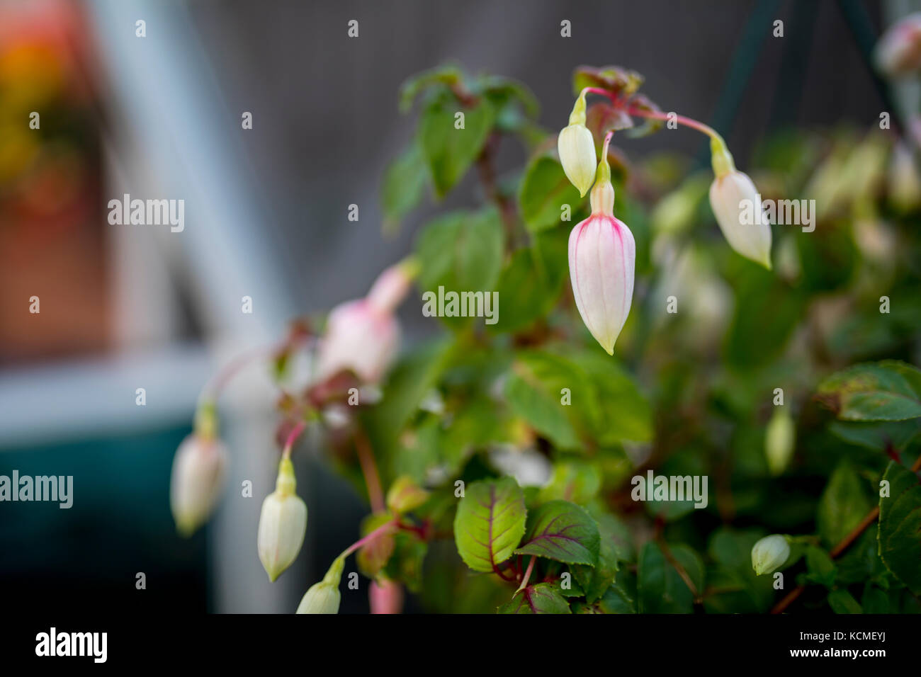 Unopened fuchsia petals ready to bloom in a hanging basket in an English  potting shed Stock Photo - Alamy