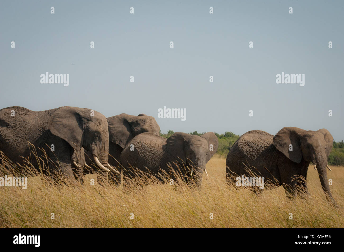 A family of elephants in the savannah, Masai Mara, Kenya Stock Photo