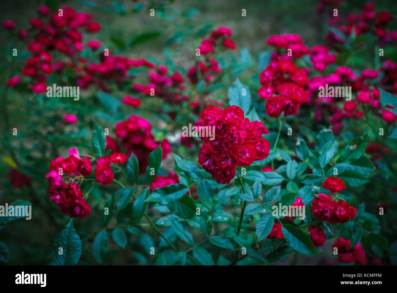 Shrub of the beautiful red Rosa polyantha Stock Photo