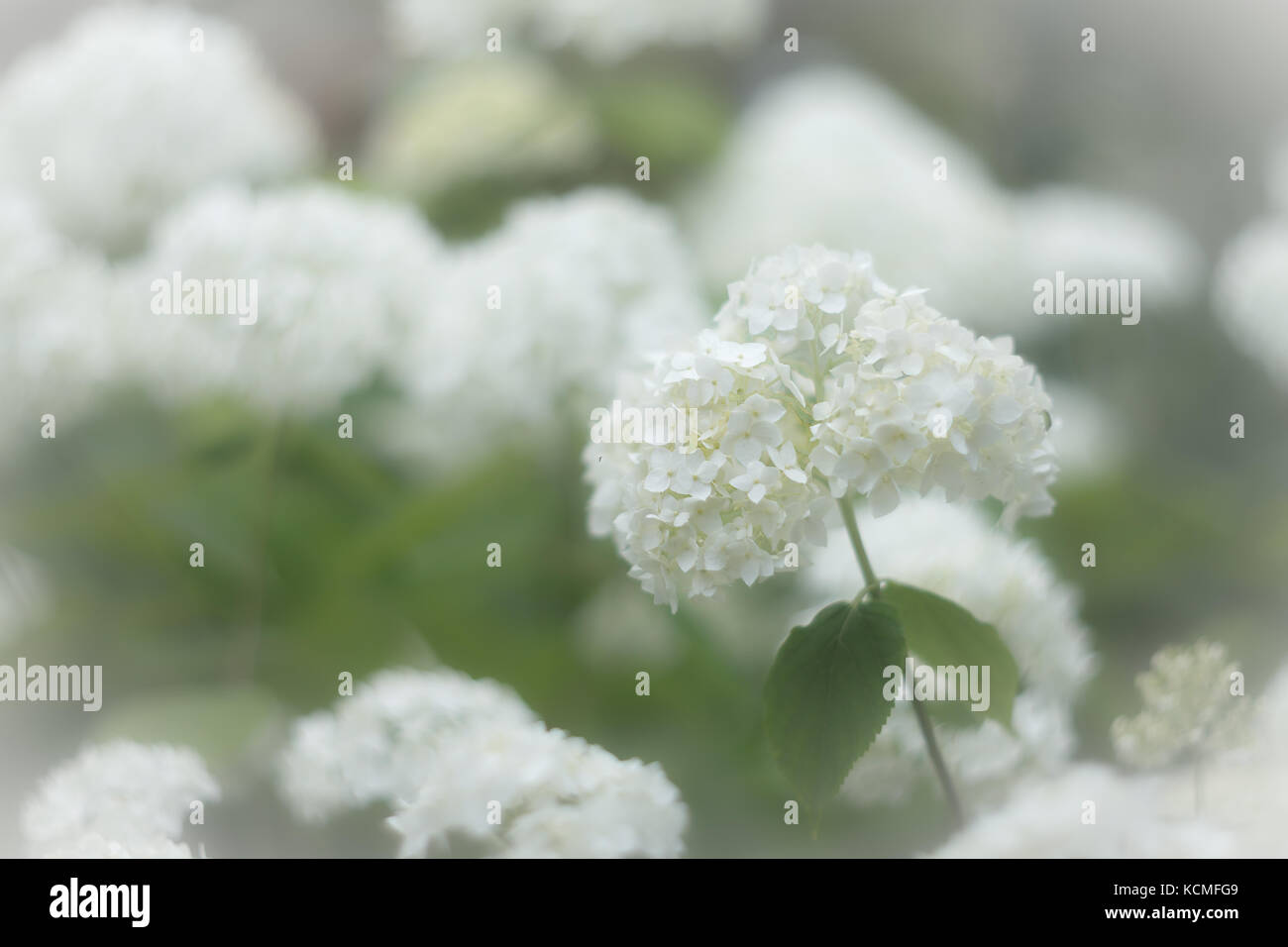 White inflorescence of Smooth Hydrangea (Hydrangea arborescens) Stock Photo