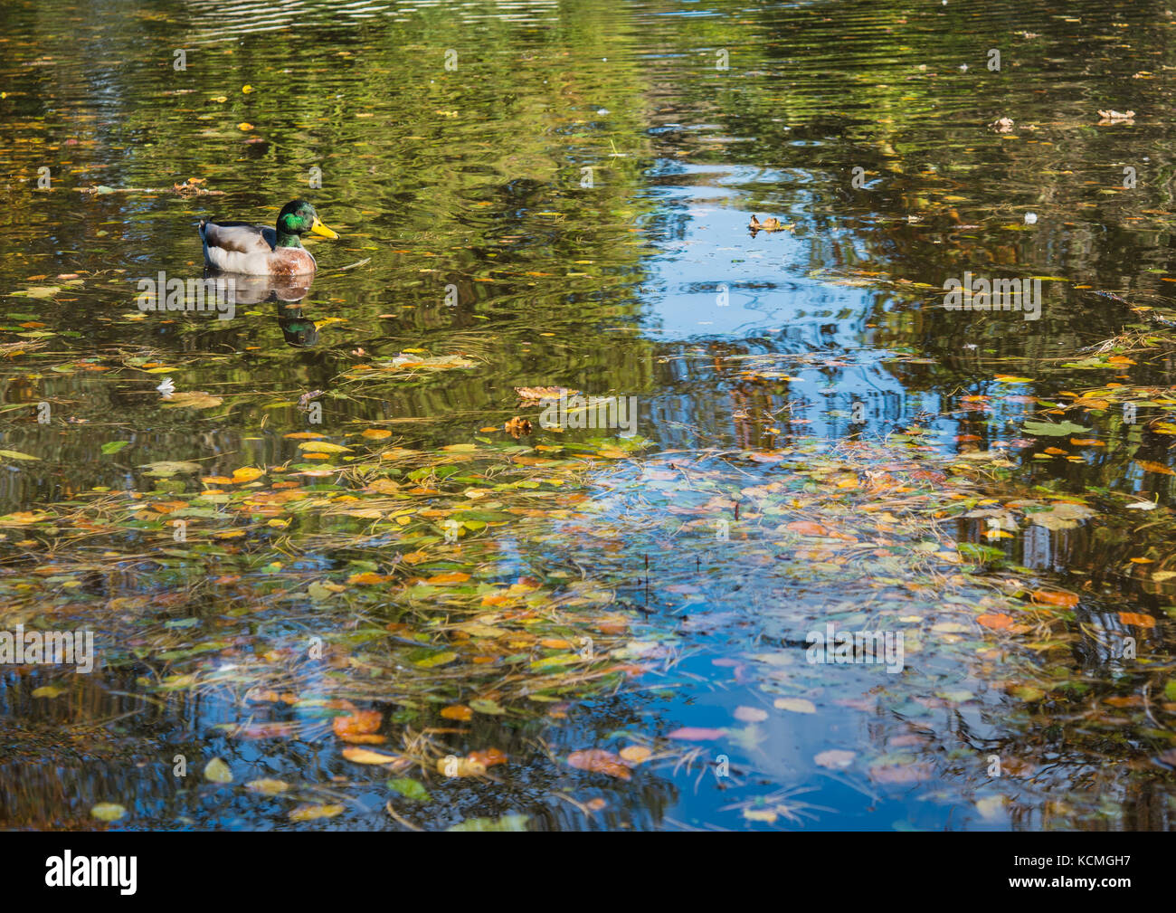 Mallard in a pond at Silverdale glen with autumn leaves floating in the water Stock Photo