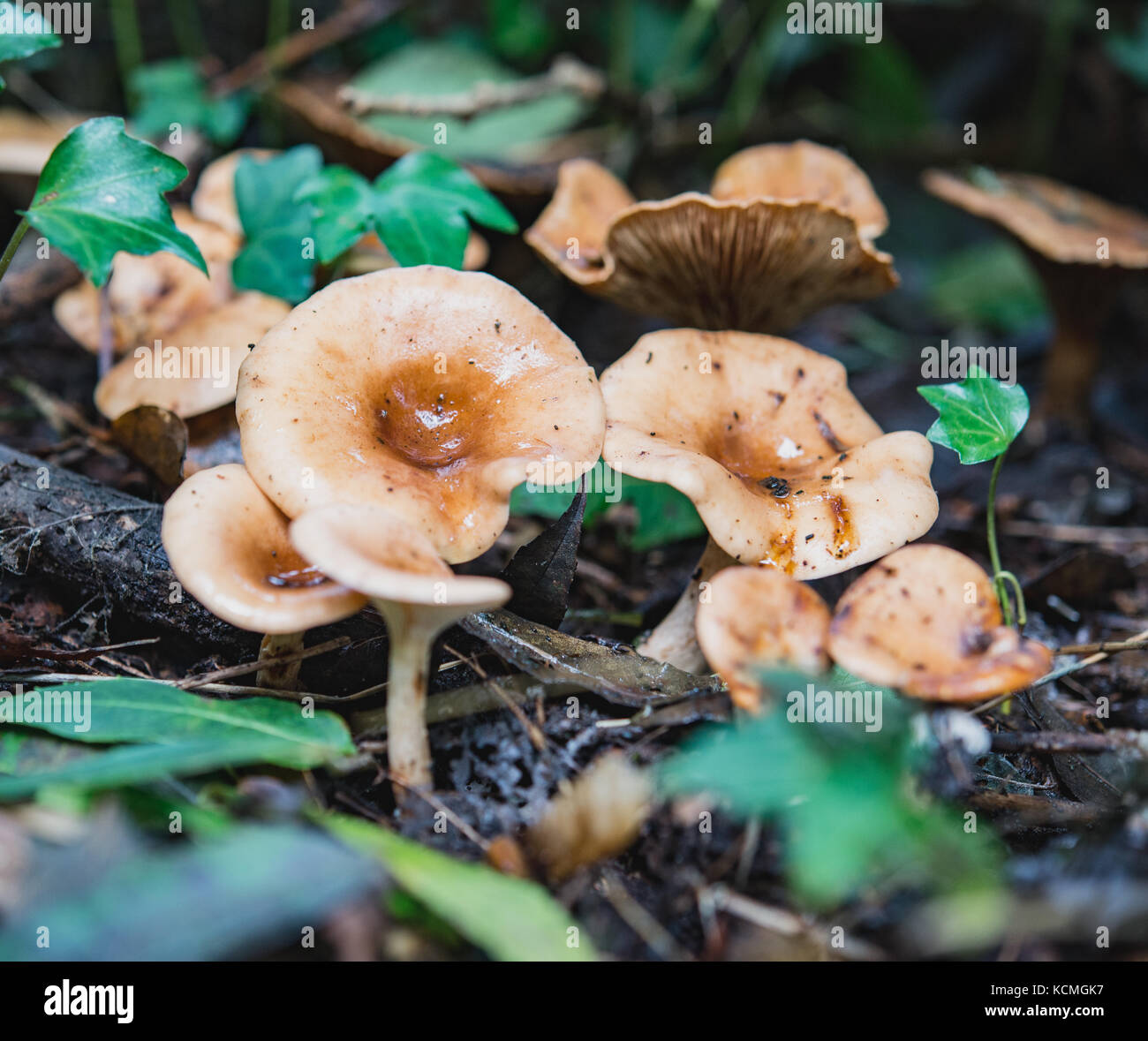 Mushrooms Stock Photo