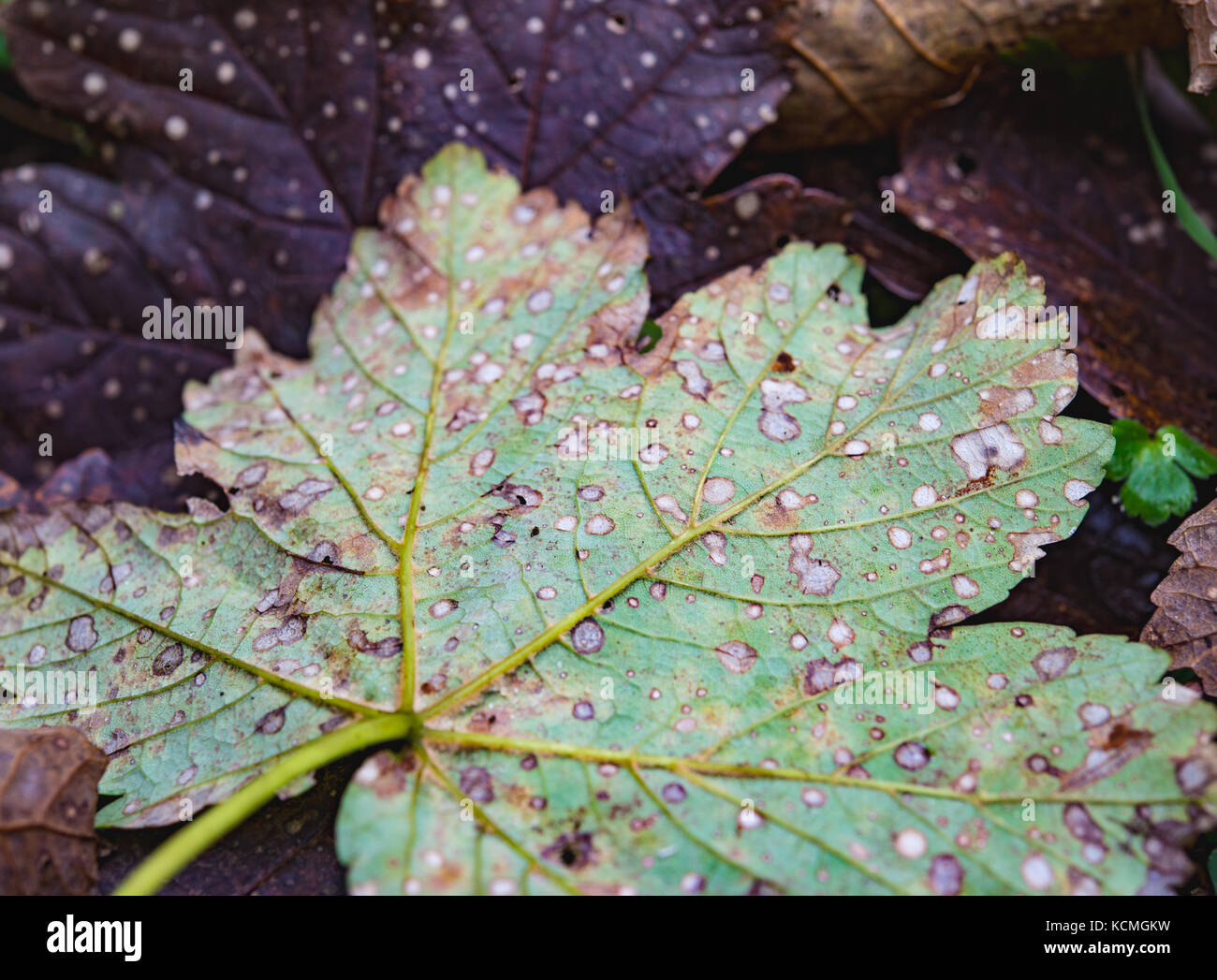 Diseased maple leaf, fungus spot disease Stock Photo