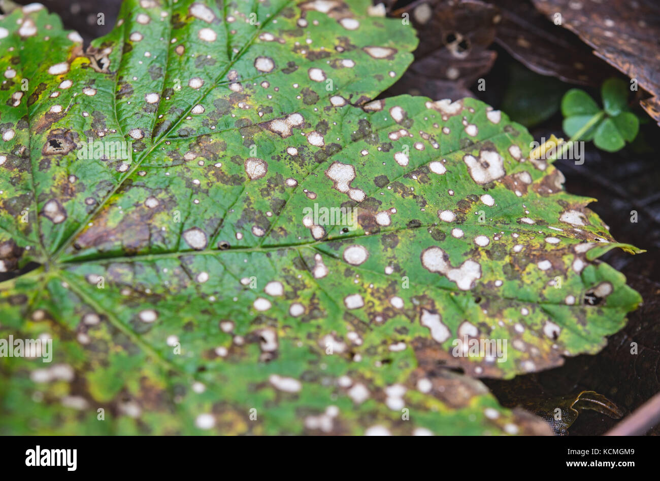 Diseased maple leaf, fungus spot disease Stock Photo Alamy