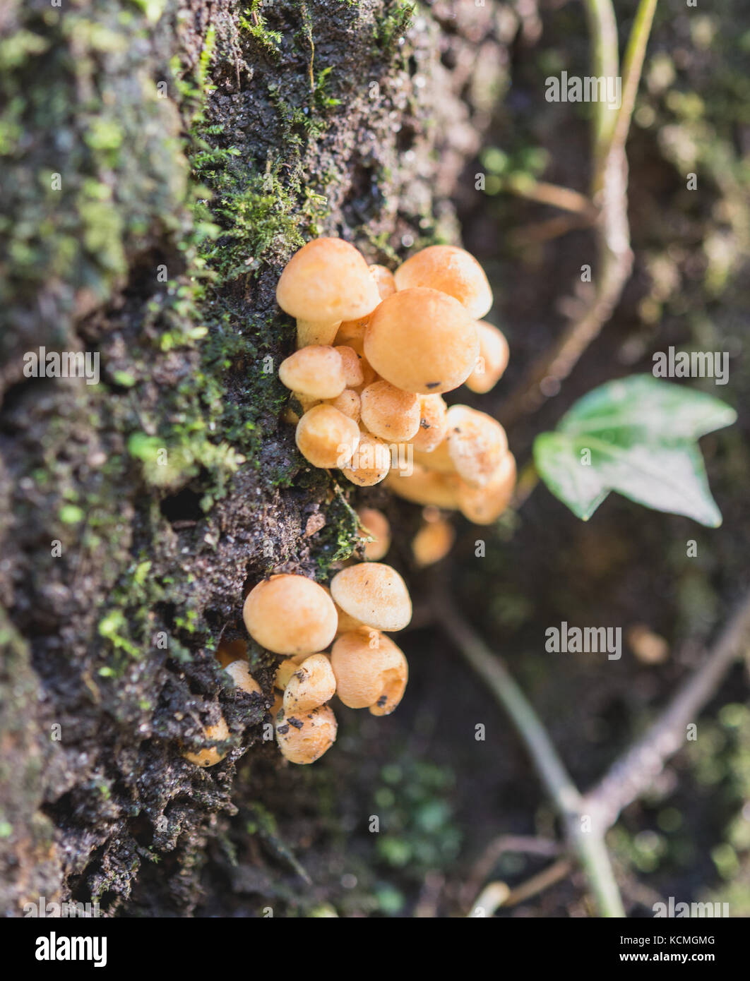 Small mushrooms on a tree Stock Photo