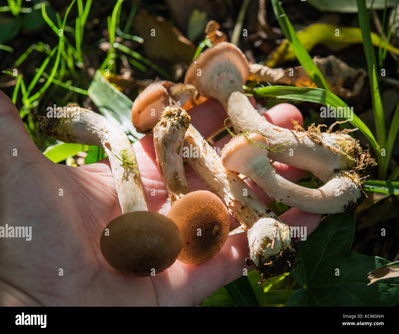 Young honey fungus on a palm Stock Photo