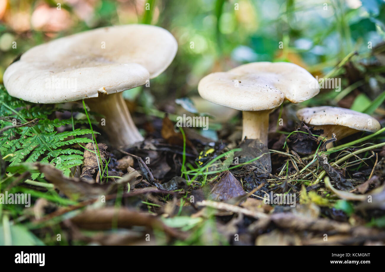 Clouded agaric Mushrooms Stock Photo