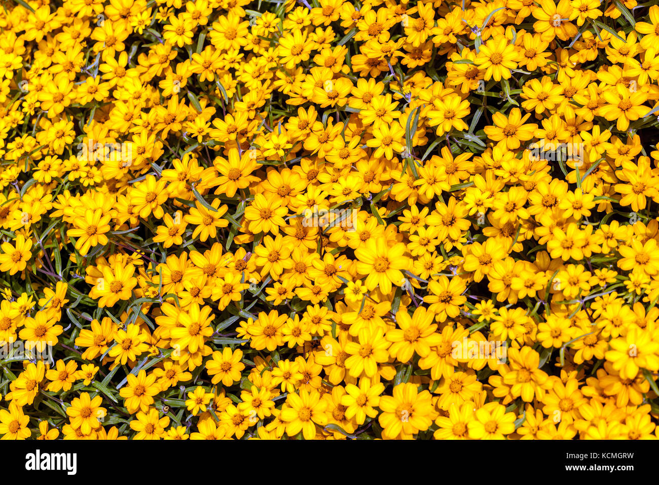 Zinnia angustifolia ' Yellow Crystal ' annual garden plant Stock Photo