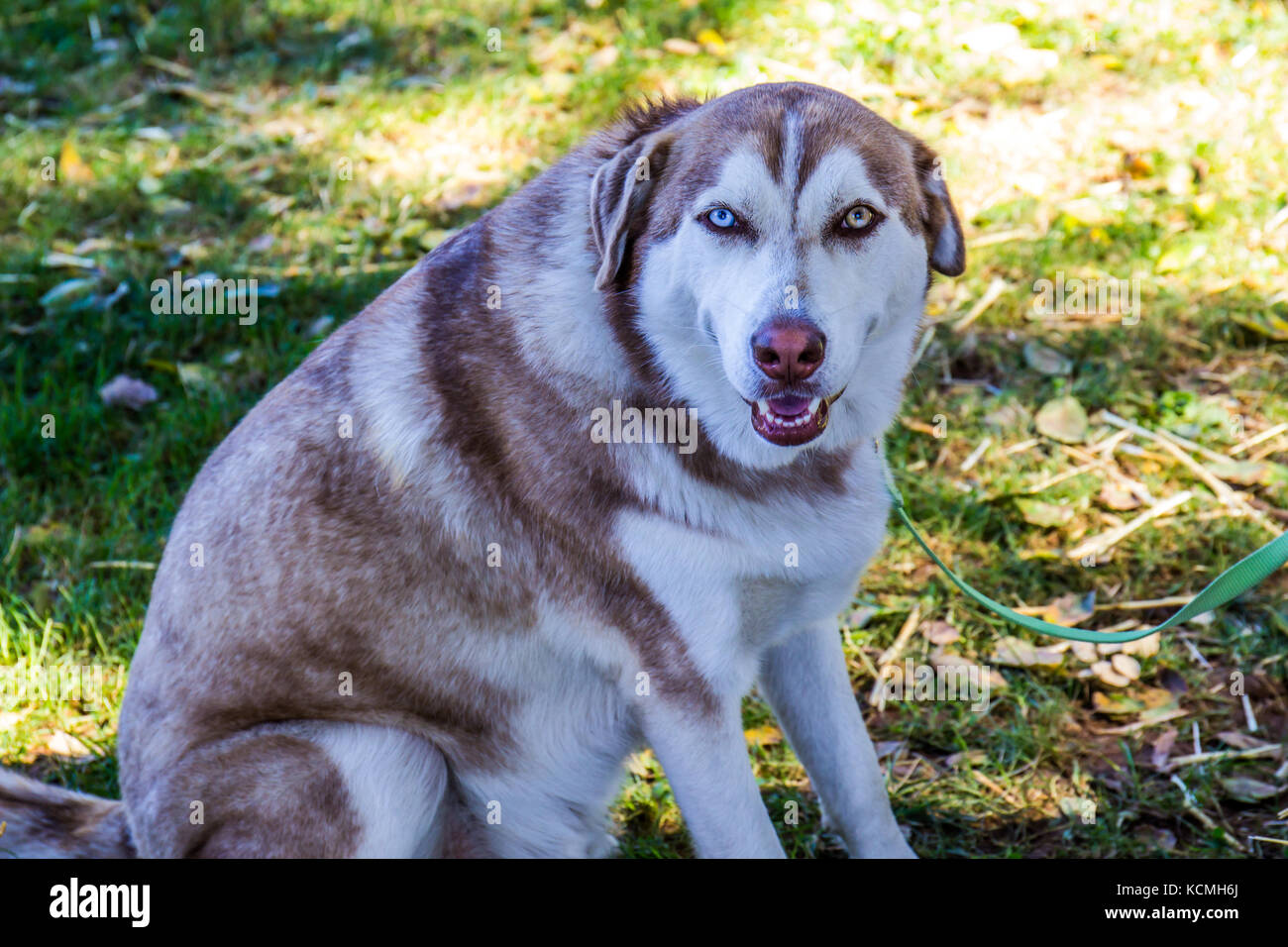What Can You Name A Dog With Two Different Colored Eyes