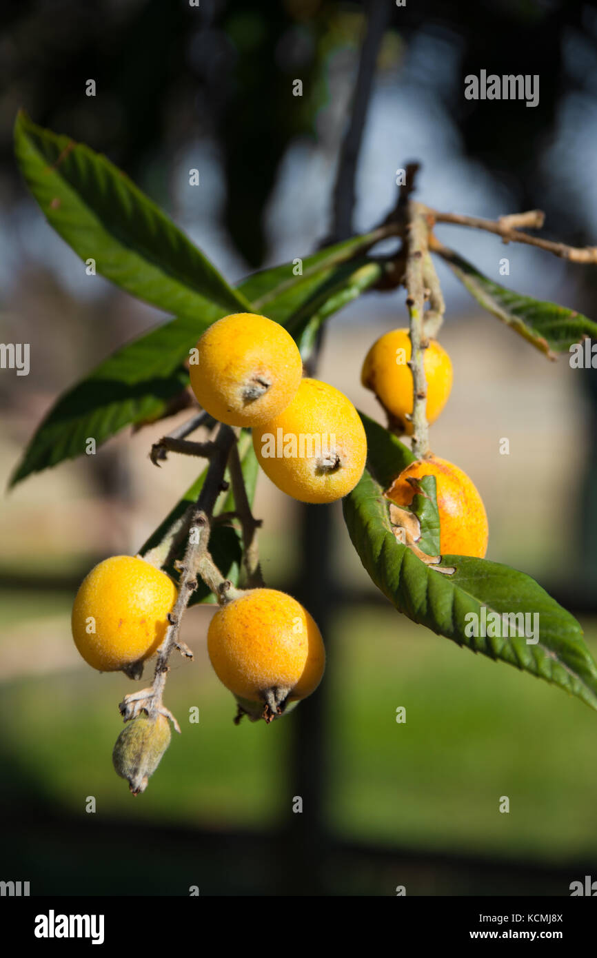 Loquat fruit,Eriobotrya japonica,also know as a Japanese Plum. Stock Photo